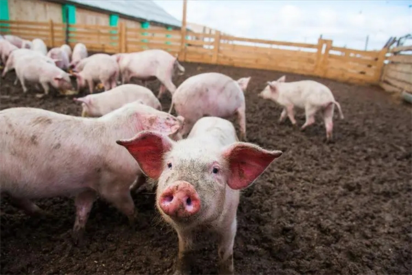 新希望：2024年计划生猪出栏量约1500万头 经营改善将带来三四季度盈利提升