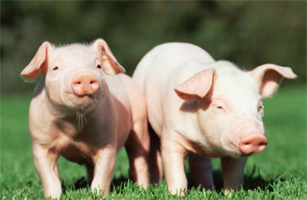 农产品 | 生猪远期价格受产能和需求的双重压制