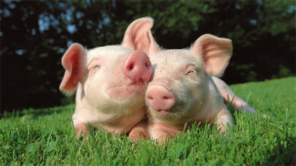 ST天邦：6月份商品猪销售收入7.98亿元
