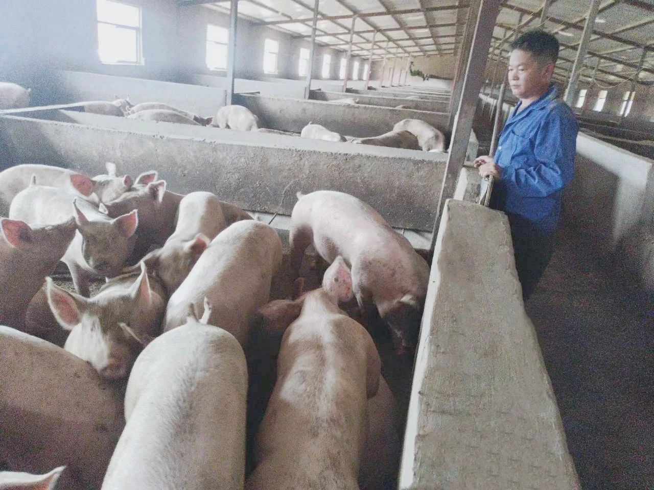 德康农场｜“选对人 做对事 养猪就是聚宝盆”