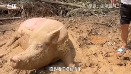 山窝猪场被掩埋，70多头生猪消失在泥石流中！