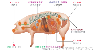 如何将霉菌毒素造成的损失降低？猪霉菌毒素中毒的防治措施