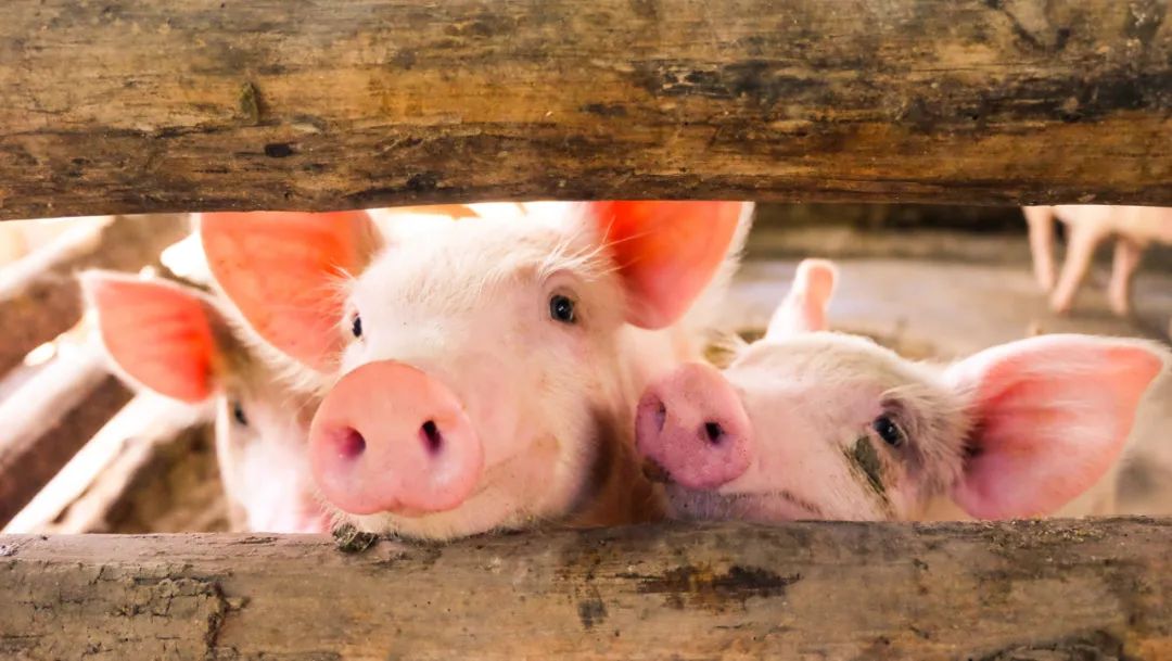 大肠杆菌——猪场生产和经营的绊脚石