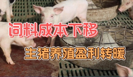 饲料成本下移，生猪养殖盈利转暖！