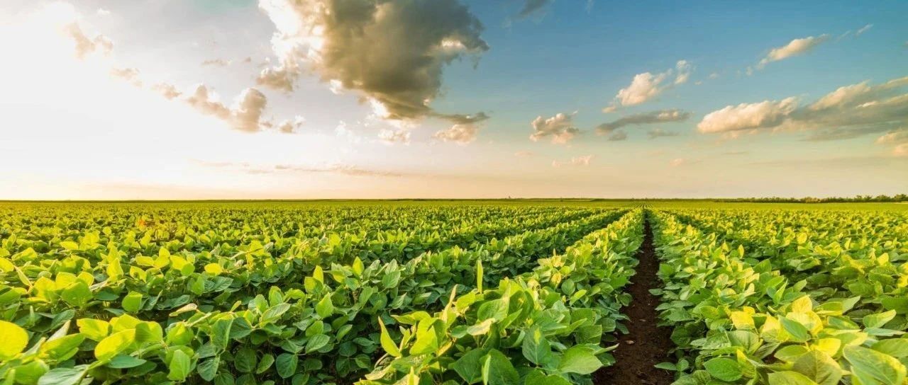 德康集团迈出历史性一步：采购经认证的可持续豆粕并获首张SSAP认证证书