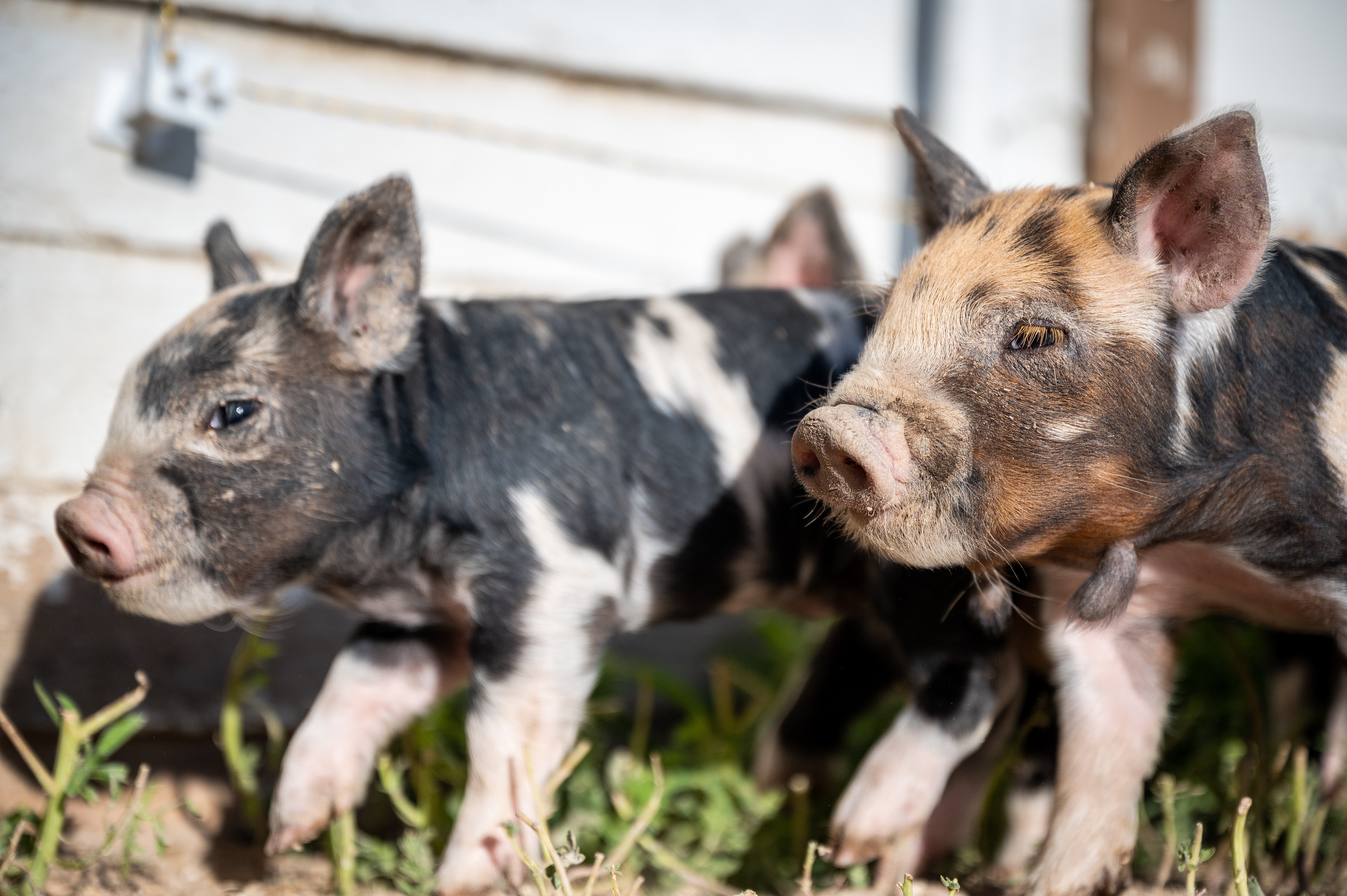 农业农村部：生猪产能处在绿色合理区域 市场供应有保障
