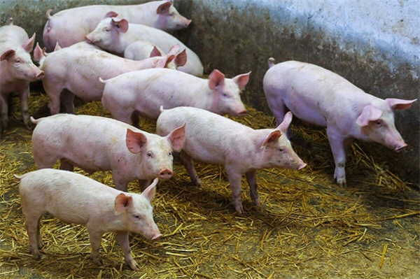 猪价突变，下半年猪价能涨吗？生猪企业开启“成本PK”，谁厉害？