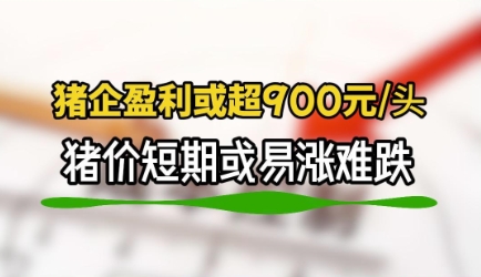 猪企最高盈利或超900元/头！猪价短期或易涨难跌！