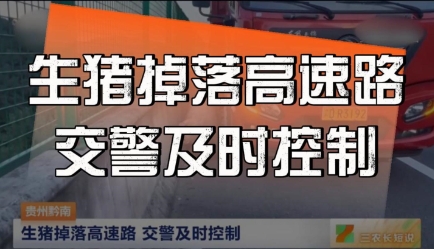 生猪掉落在高速路上！交警及时控制！