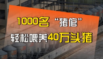 1000名“猪倌”轻松喂养40万头猪！