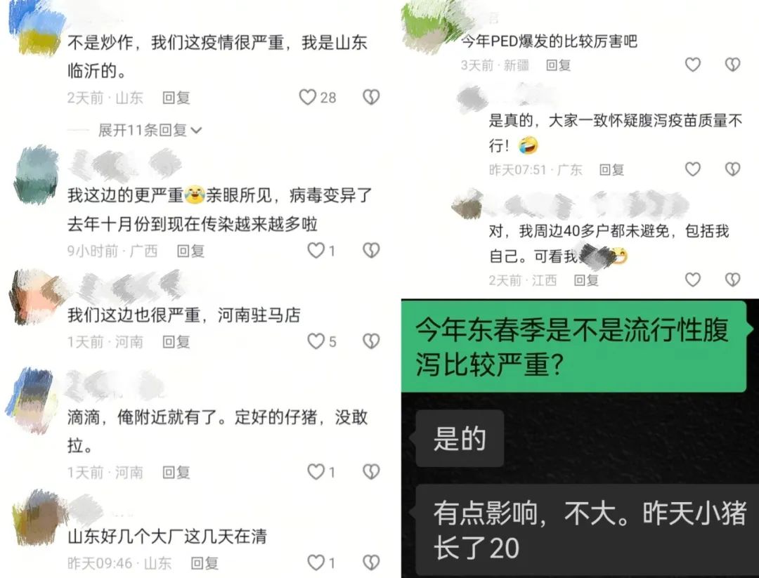 多地猪病传闻引发市场恐慌，真相究竟如何？养殖户如何应对？