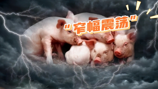 05月13日猪价：短期窄幅震荡！