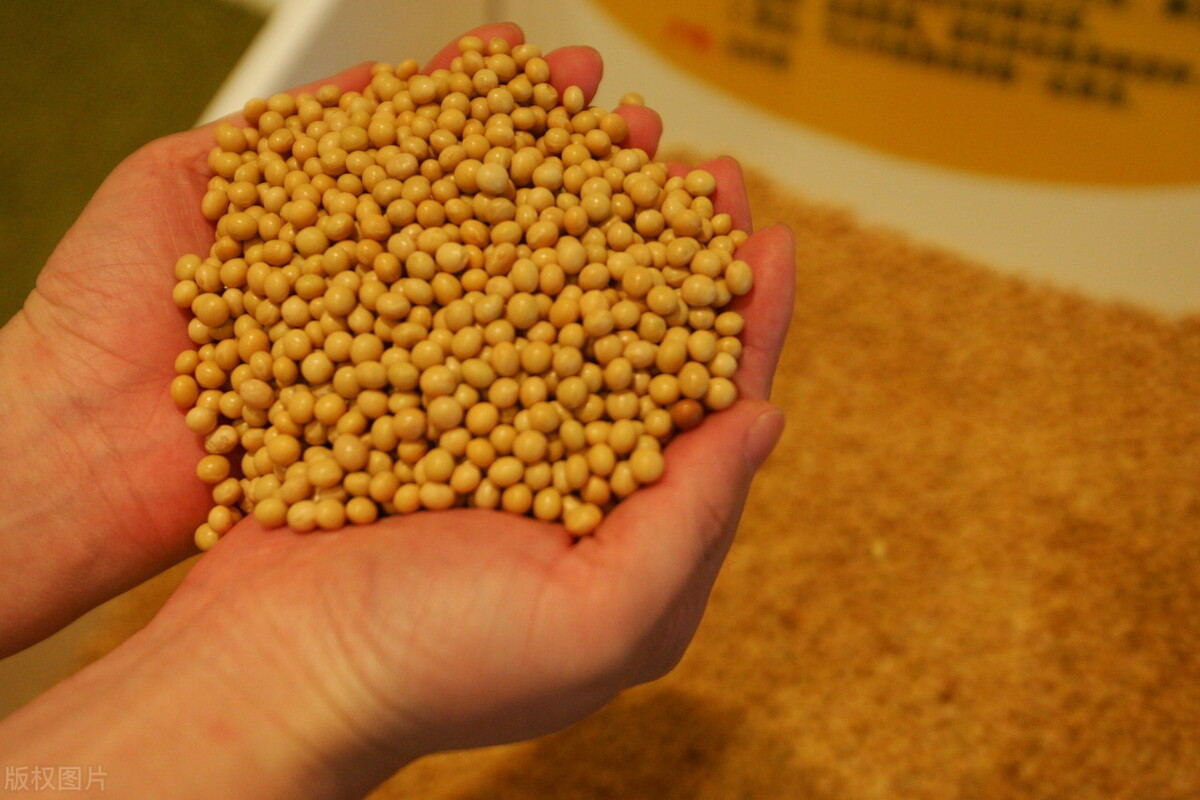 俄罗斯允许进口转基因大豆用于饲料生产，但产品必须用于出口
