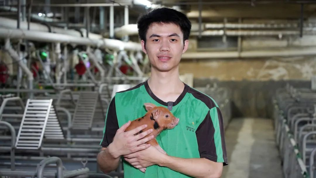 研究生毕业去养猪是浪费学历？他在扬翔用手机管母猪