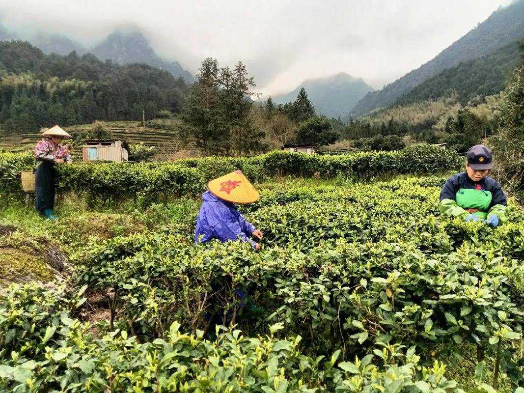农业农村部等提示防范“订单农业”骗局风险