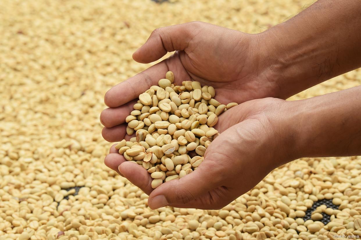 2025年8月28日大豆豆粕早盘分析摘要