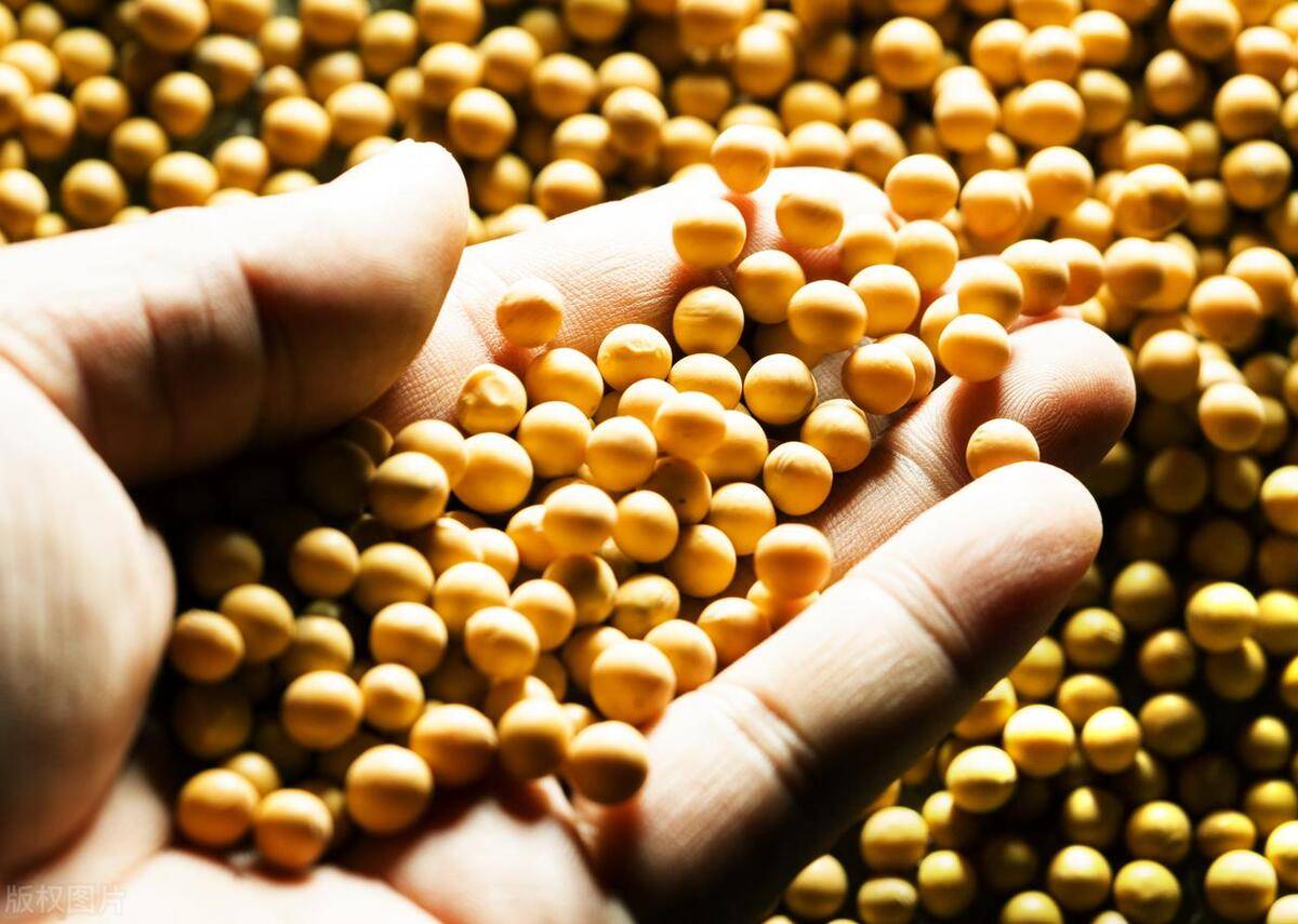 美国农业部下调2025年大豆面积至8338万英亩