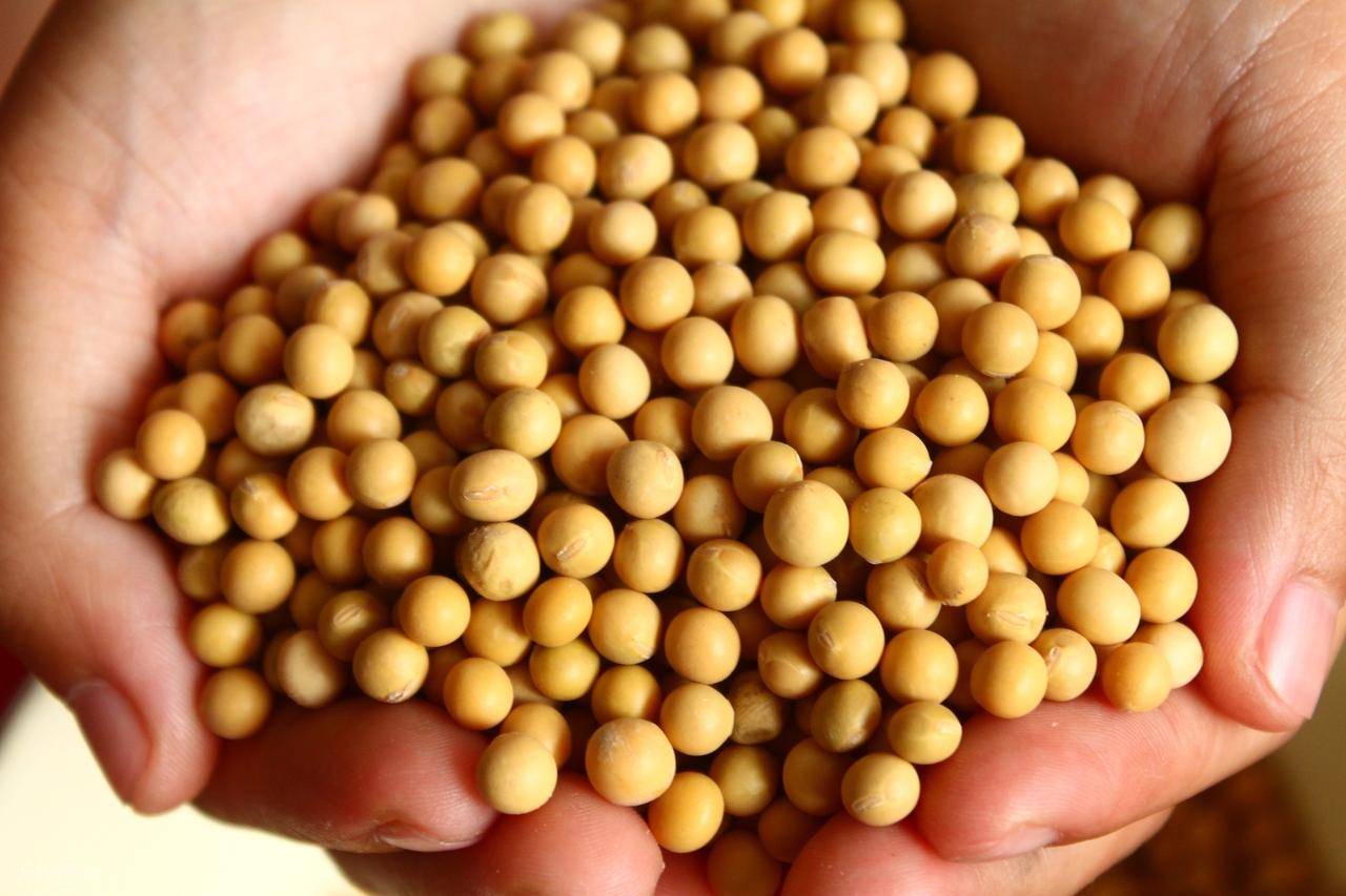 2025年7月8日大豆豆粕早盘分析摘要