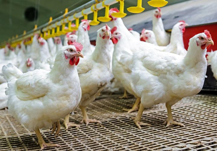 温氏股份启动实施“出海”计划