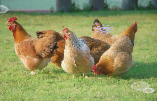 湖南优质肉鸡育种实现零的突破