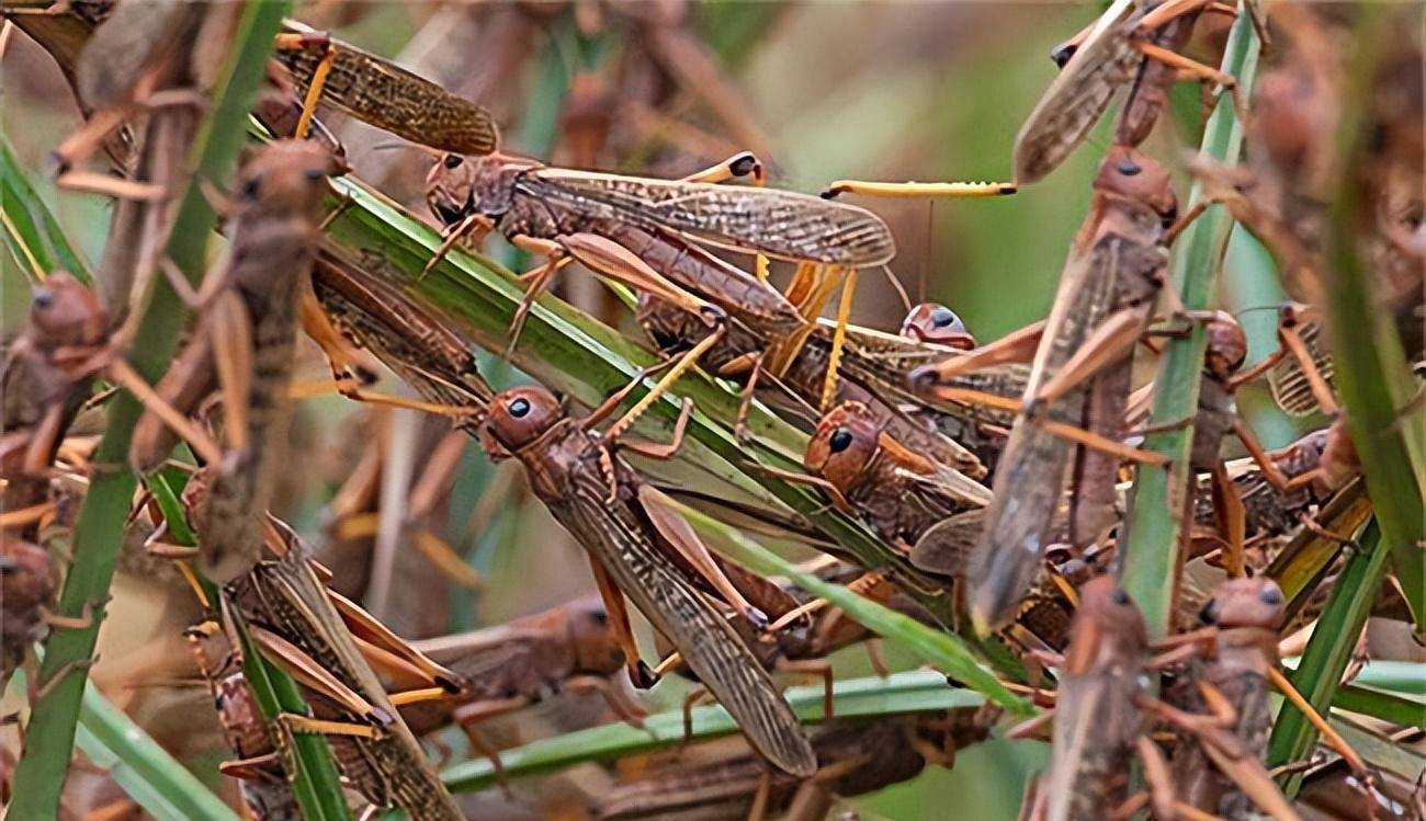 生态防范蝗灾！我国科学家破译“虫族密会”暗号
