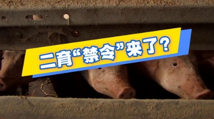 二次育肥“禁令”来了？分析师：有利猪价趋稳！