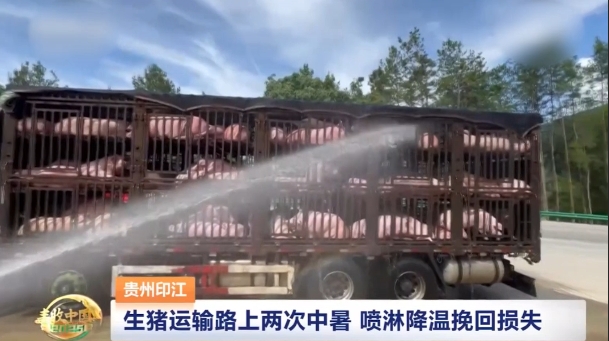生猪运输路上两次中暑 喷淋降温挽回损失！