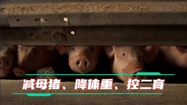 生豬行業(yè)去產(chǎn)能“大幕”拉開！巨頭“瘦身”給中小養(yǎng)戶生存空間！