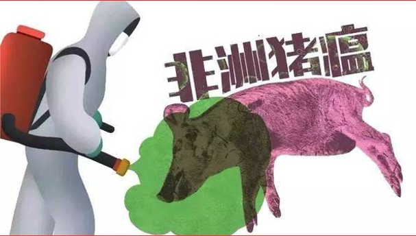 越南非瘟超10万头猪被扑杀！全球排名第一的大学要研发非瘟疫苗！