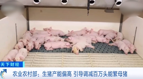 猪价暴跌28%！再不控产能，明年养猪可能亏损！