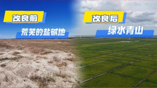 吉林大安 牧原水肥改良盐碱地！种养循环绘就“绿水青山”新画卷！