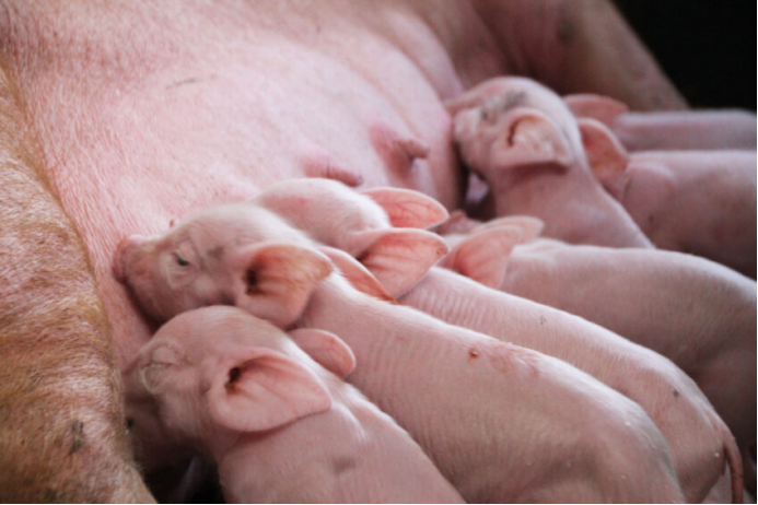 散养哺乳母猪的理想圈舍大小