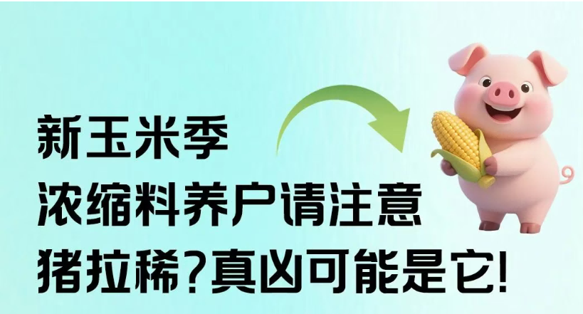 新玉米季，浓缩料养户请注意：猪拉稀？真凶可能是它！