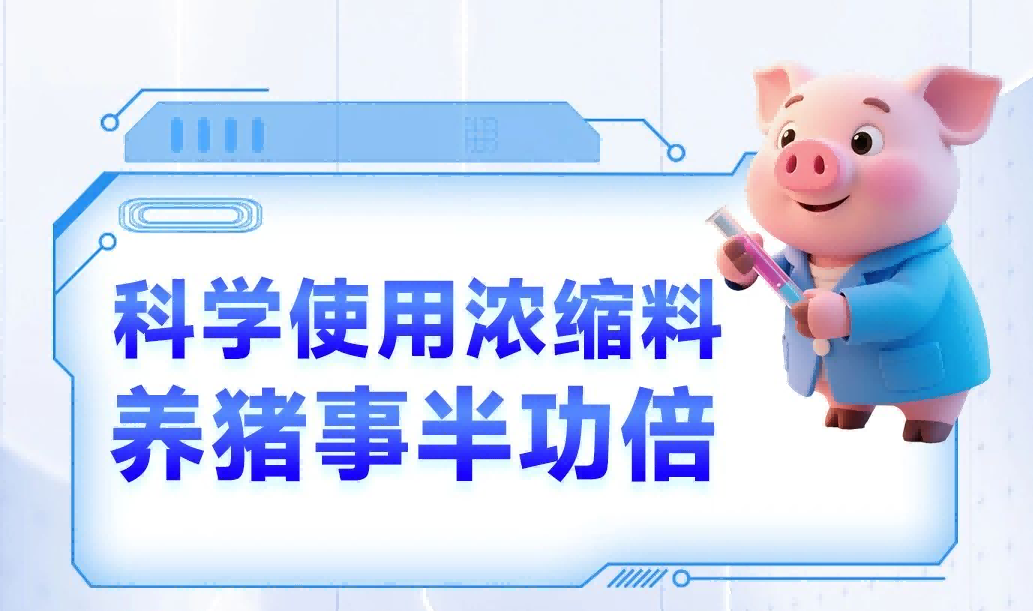 科学使用浓缩料，养猪事半功倍