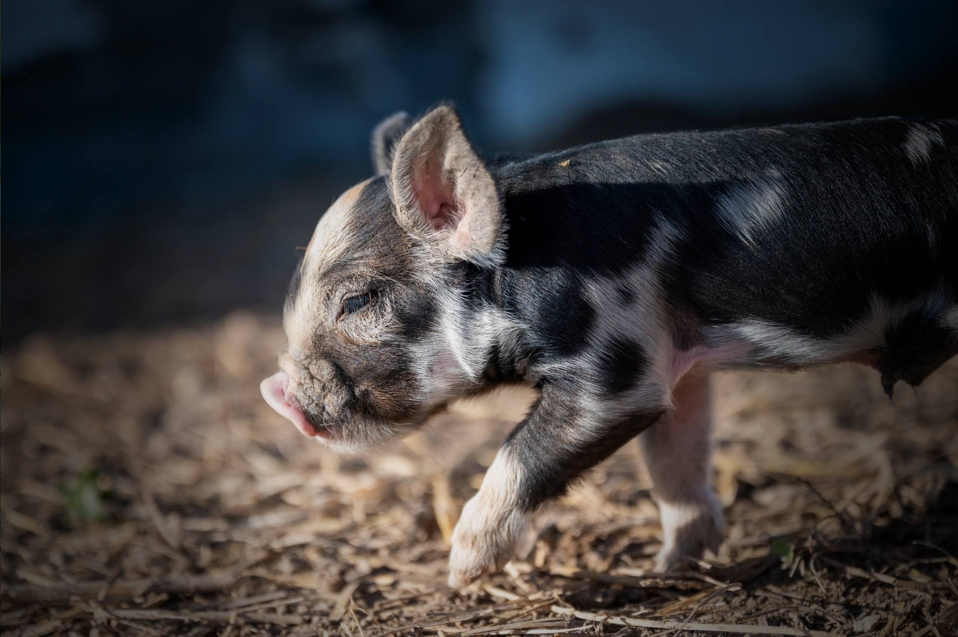 南非总统宣布将口蹄疫疫情认定为“国家灾难”