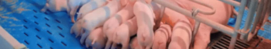 中国养猪网