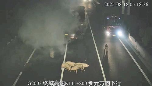 高速追尾至群猪“出逃” 河北交警紧急处置