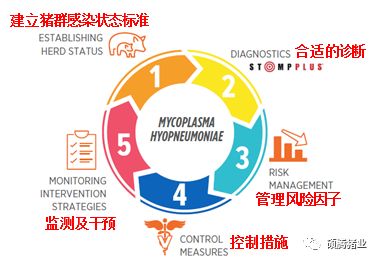 防疫与保健 | 控制猪支原体肺炎“五步法”之第五步！