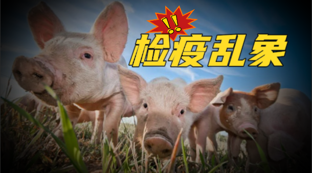 检疫员收“好处费”隔空开票，生猪检疫成摇钱树？