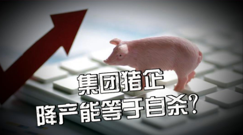 集团猪企的两难：降产能等于自杀？