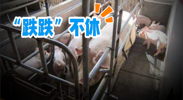 10月11日猪价：双节后“断崖式”下跌！