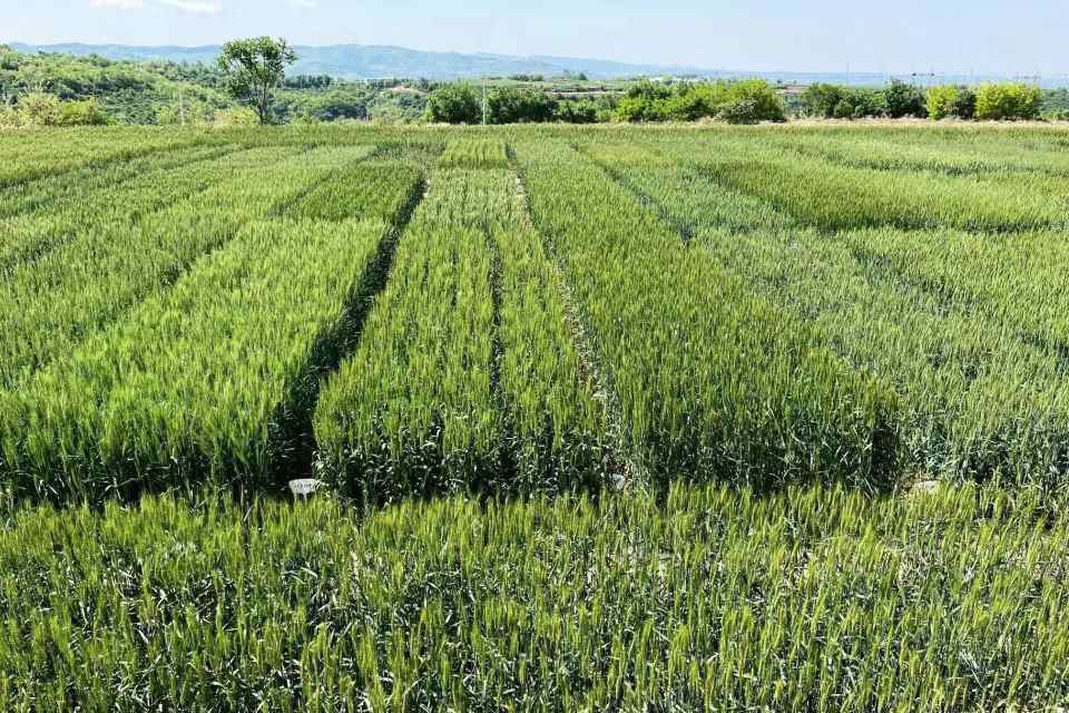 农技推广助力南非农业提质增效