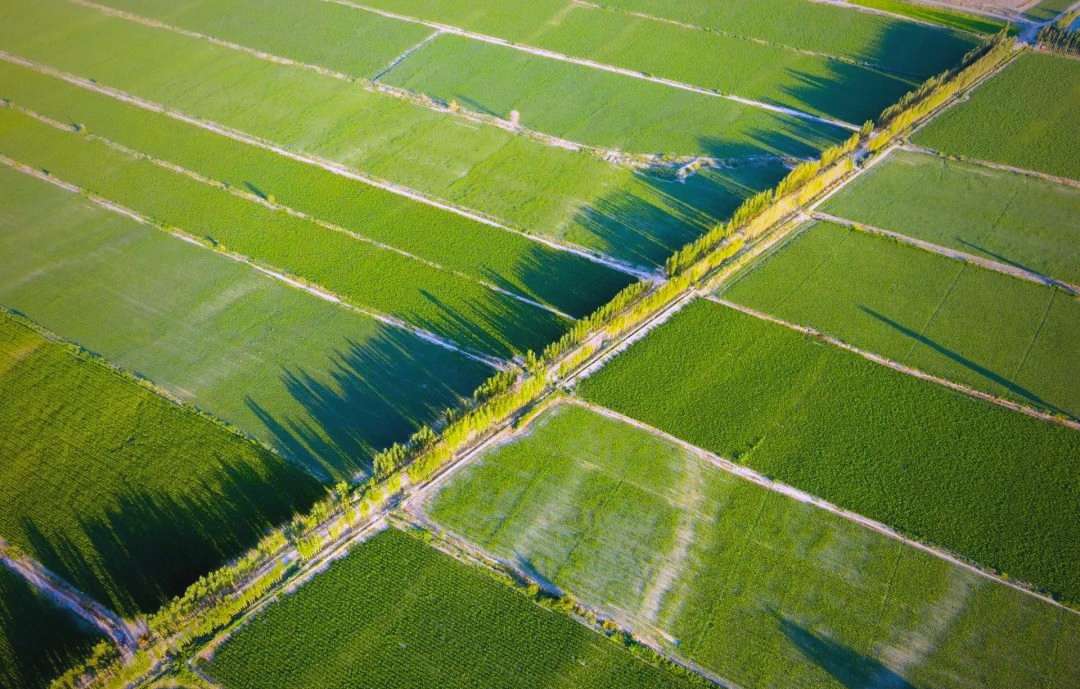 “村字号”点燃乡村精气神