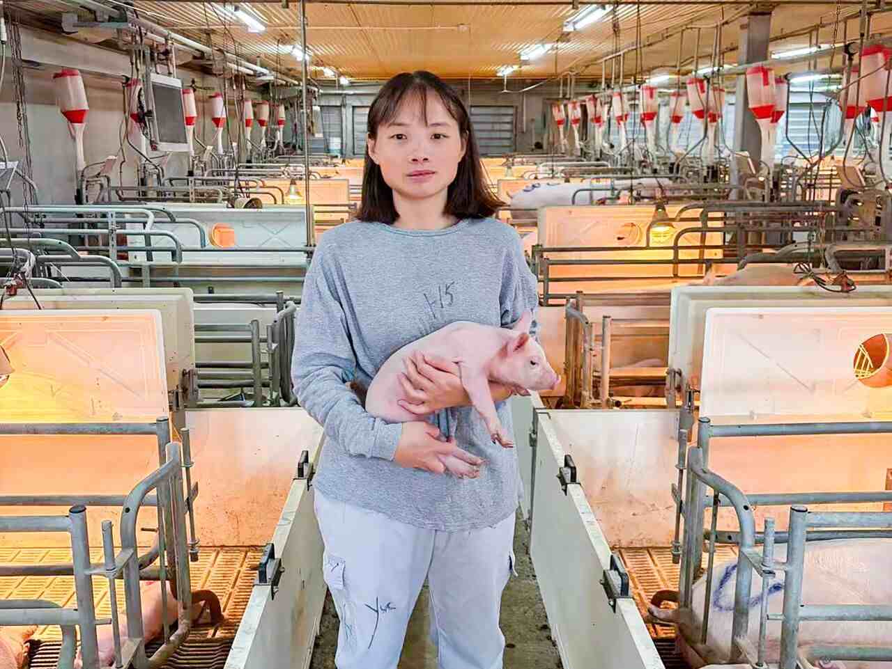 中国养猪网
