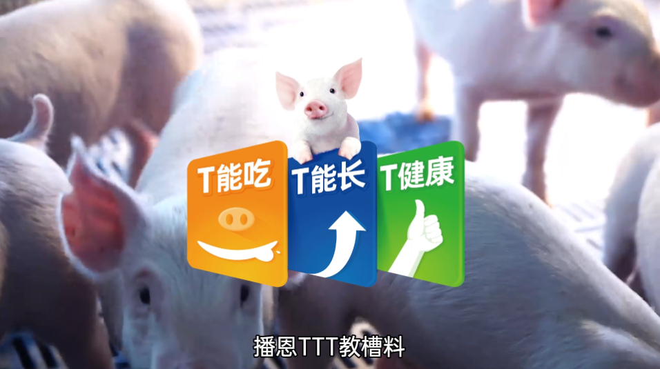 播恩TTT教槽料：T能吃、T能长、T健康！