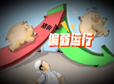 11月04日猪价:一跌再跌!