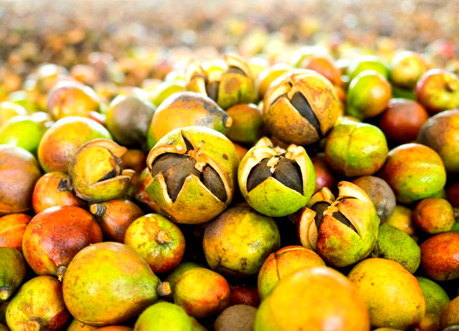 “十四五”期间我国茶油产量增长53%