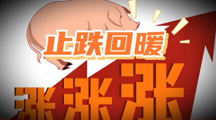 11月10日猪价:止跌回暖!