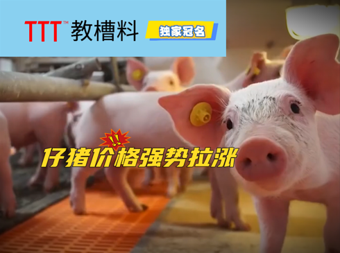 仔猪价格强势拉涨!已冲高至240元/头!