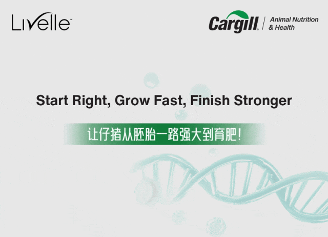 革新母猪营养，告别弱仔困扰！看嘉吉Livelle™ Start Right如何重塑母猪营养新标准